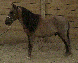 Information on Running Creek Bay Buckaroo