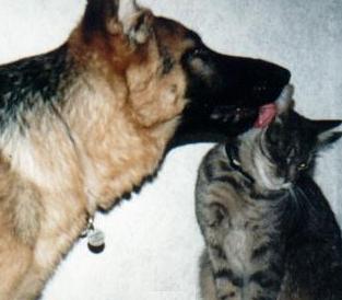 Rex pussar JumJum, 15 kb