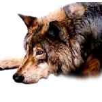 Graphic of Bear
