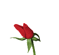 Red Rose Blooming