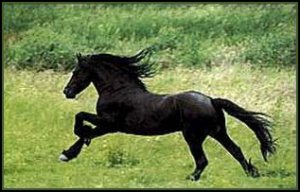 black horse running