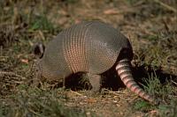 armadillo