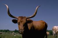 longhorn