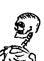 Skeleton of a Procyte