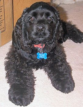 A picture of Buck