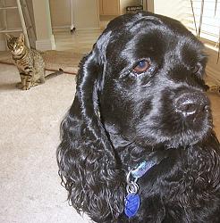 Buck ignoring one of the cats