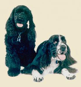 Our Cocker Spaniel breeding pair