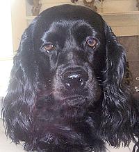 A picture of our black girl, Diva