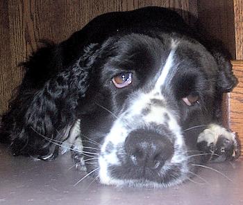 click here to learn more about Dixie