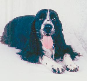 Our black and white parti colored Cocker Spaniel