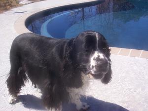 Dixie hanging out poolside