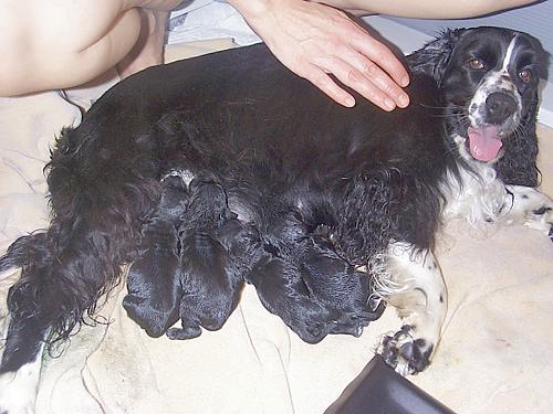 Dixie nursing her first four puppies