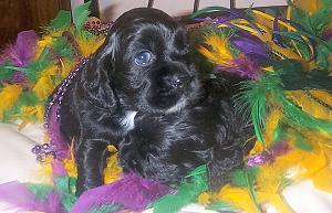 Cocker puppies in the Mardi Gras spirit