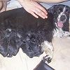 Click here for puppies