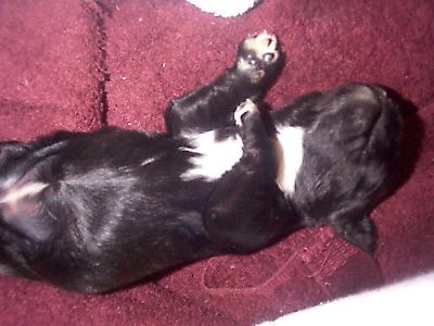 Picture of a puppy tummy