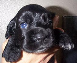Puppy eyes start blue and change later