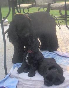 Puppies resting after a swim