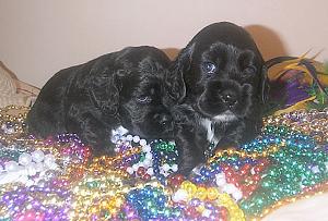 Cocker puppies with Mardi Gras beads