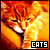 Cat and Kitten Fanlisting