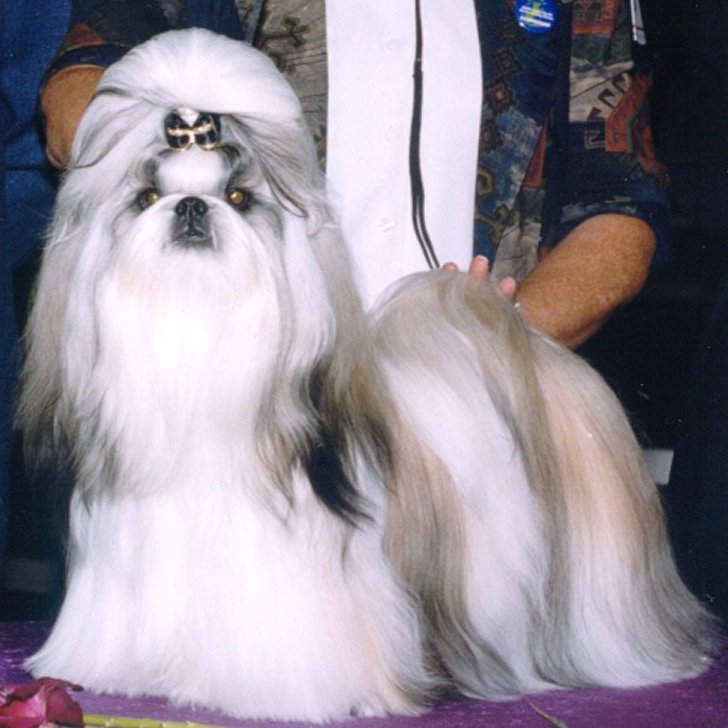buddyhouston2.jpg (81885 bytes)
