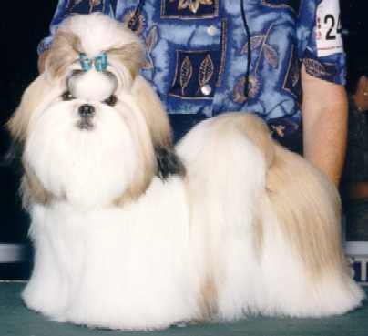 cassie3.jpg (16453 bytes)