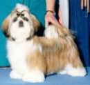 libby2.jpg (2871 bytes)