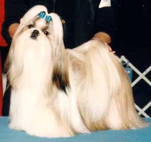 mister2.jpg (3554 bytes)