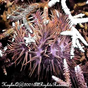 Acanthaster Planci Sp.
