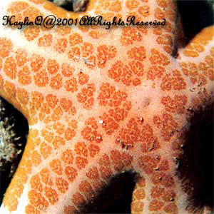 Choriaster Granulatus Sp.