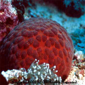 Culcita Novaeguinieae Sp.