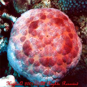 Culcita Novaeguinieae Sp.