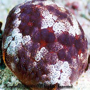 Culcita Novaeguinieae Sp.
