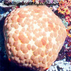 Culcita Novaeguinieae Sp.