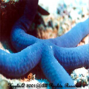 Linckia Laevigata Sp.