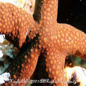 Starfish