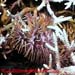 Acanthaster Planci Sp.