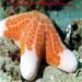 Choriaster Granulatus Sp.