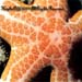 Choriaster Granulatus Sp.