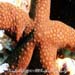 Starfish