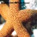 Starfish