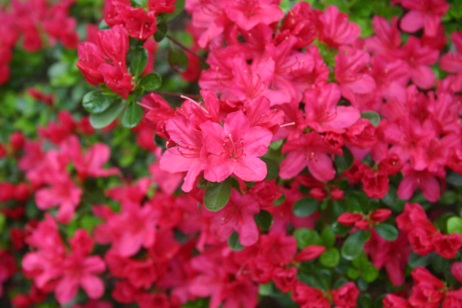 azaleas