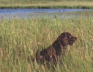 Breeders of American Water Spaniels Since 1978