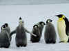 baby_penguins.jpg (83848 bytes)