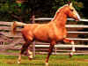 horse001.jpg (11204 bytes)