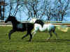 horse003.jpg (12755 bytes)