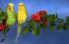 lovebirds003.JPG (84551 bytes)