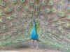 peacock003.jpg (69367 bytes)