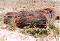 A log in the Petrified Forest National Park