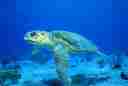 Picture of reptile