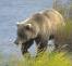Picture of Bear